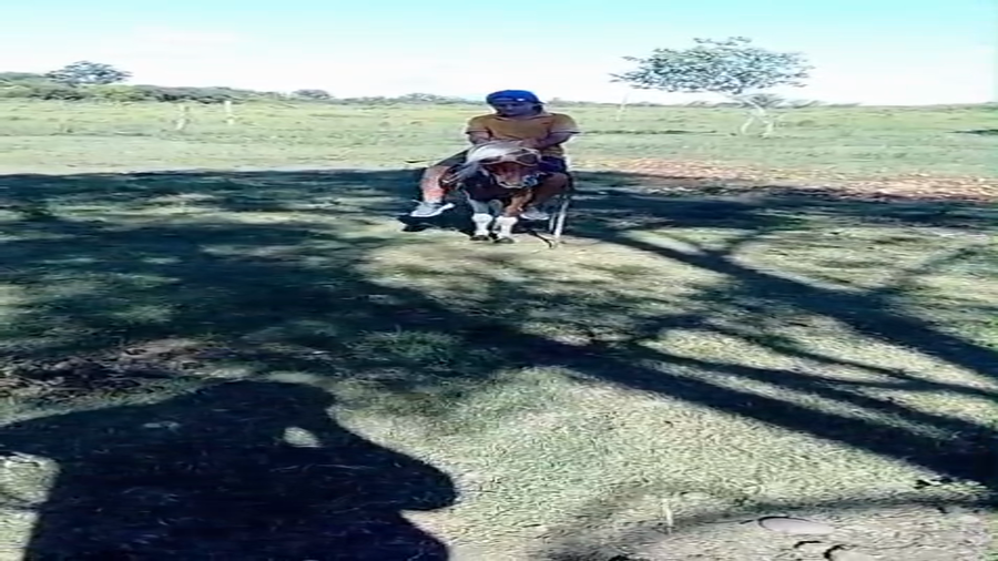 Lote PONI