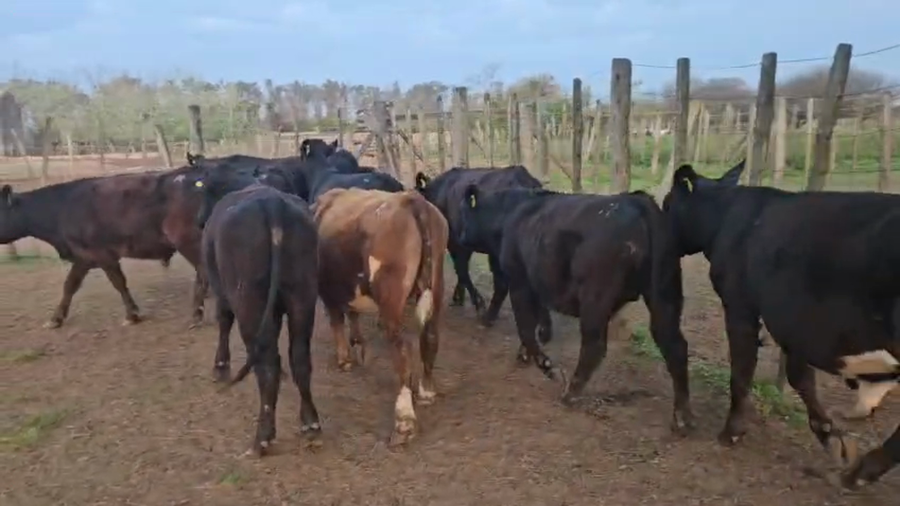 Lote 10 Terneros Cruza en Palacios, Santa Fe