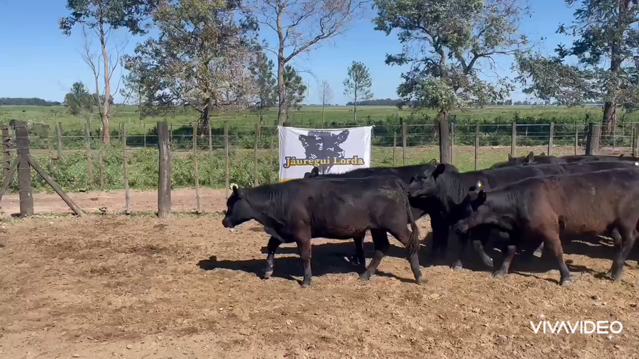 Lote 11 Vaquillonas en Brandsen, Buenos Aires