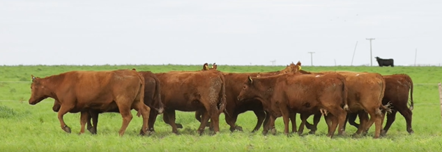 Lote VIENTRES PREÑADOS(CORRAL 43)