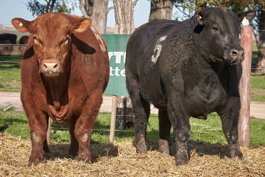 Lote "TRES MOLINOS" TOROS P.C