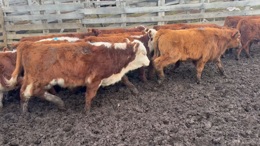 Lote 46 Ternero en Coyhaique, XI Región Aysén