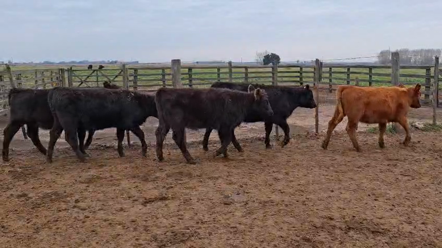 Lote 139 Terneros/as