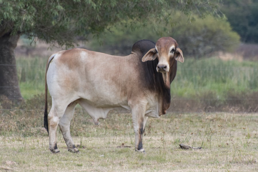 Lote Toros Cabaña Don Tomas (RP641) (23)