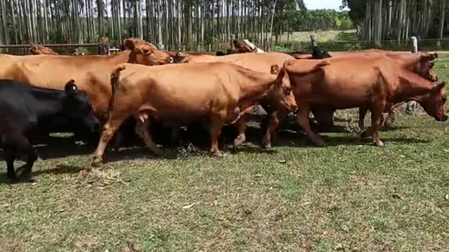 Lote 20 Vacas de invernar en Entre Ríos, Concordia