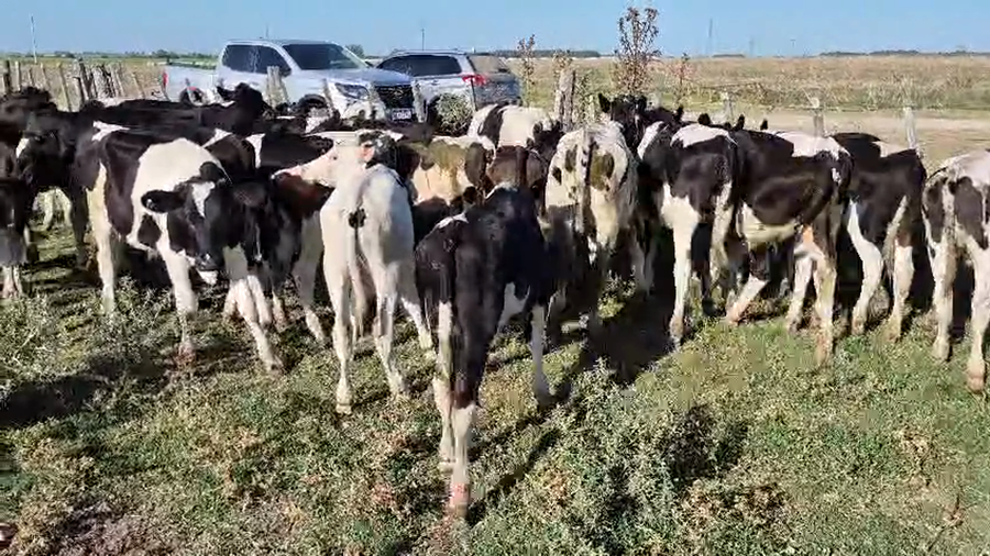 Lote 39 Novillos a remate en Pantalla Camy, San José