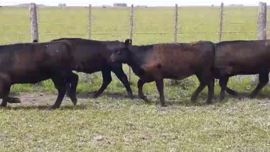 Lote 105 TERN. MACHOS Y HEMBRAS, RAUCH, BS. AS.