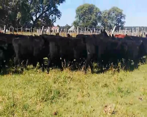 Lote 70 Terneros/as en Concordia, Entre Ríos