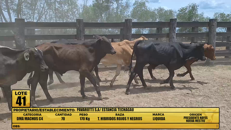 Lote LOTE 41