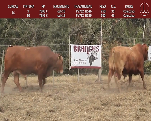 Lote TOROS BRANGUS DE CABAÑA LA TURINGIA