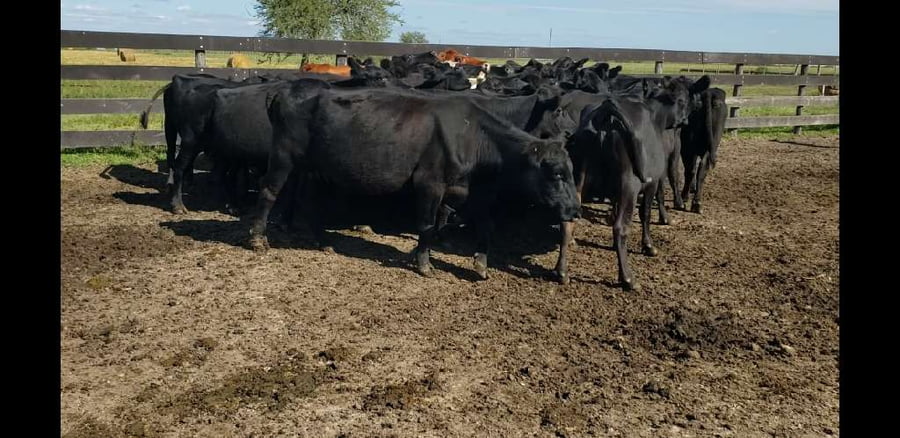 Lote 32 Vacas de invernar en Villaguay, Entre Ríos