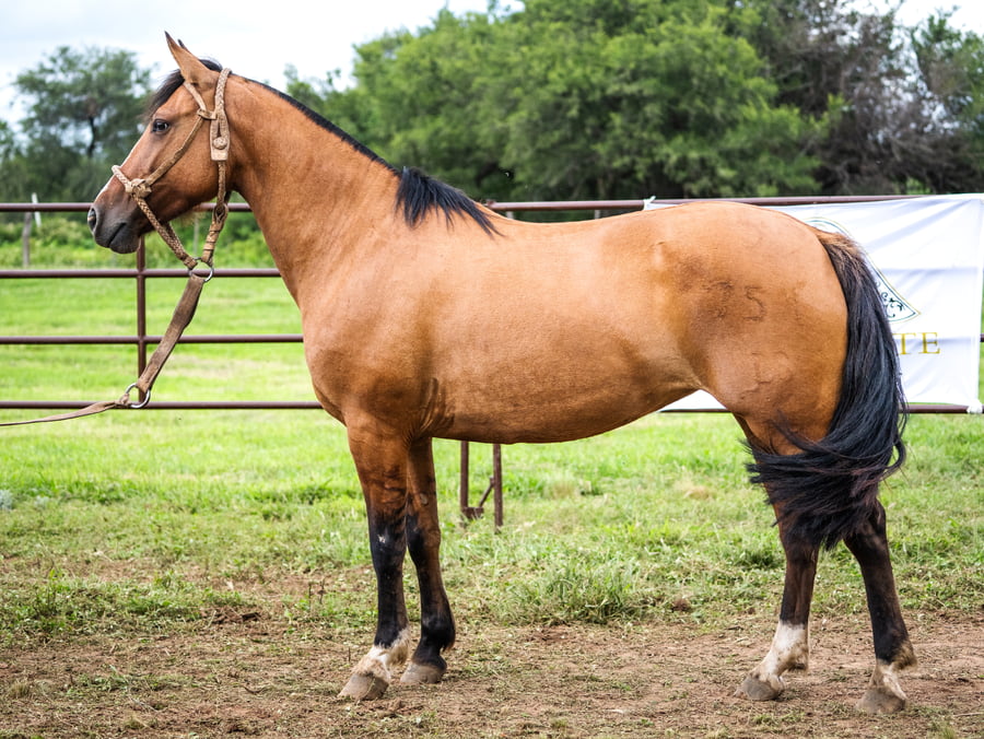 Lote SIRIGOTE CHICANA