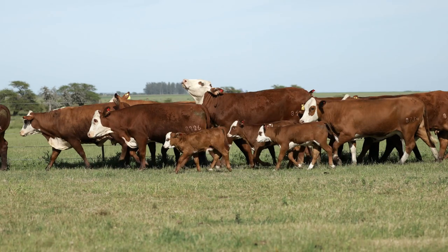Lote Vaca con cria