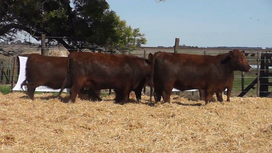 Lote Vaquillonas Coloradas Preñadas