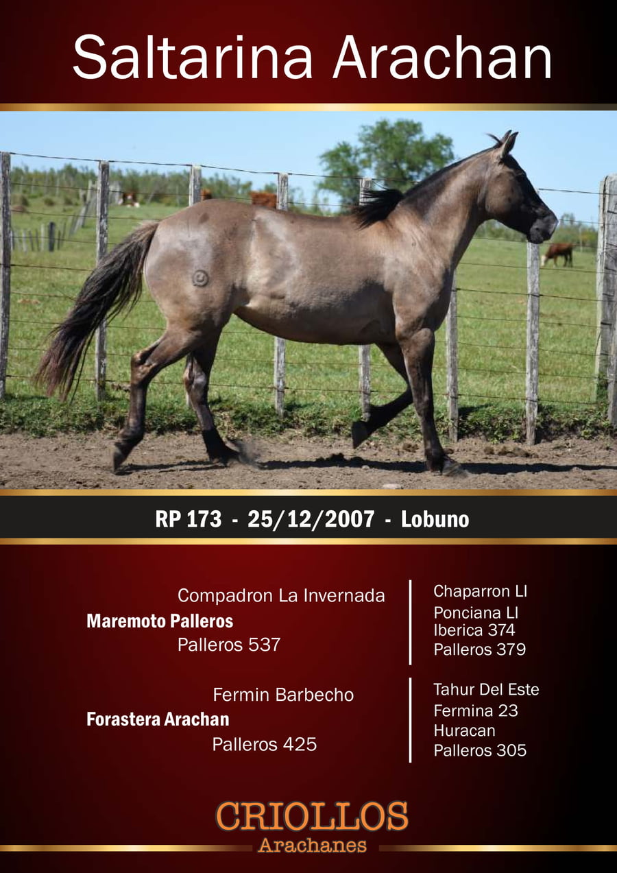 Lote Saltarina Arachan - RP 173