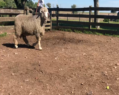 Lote 1 Borregos Planteleros en Cerro Largo, Cerro Largo