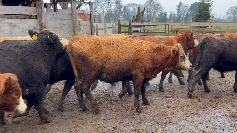 Lote 50 Vaquilla Engorda en Osorno, X Región Los Lagos