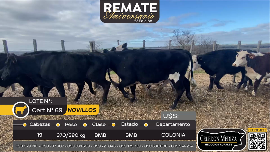 Lote 19 Novillos en Ruta 22 a 23 km de Tarariras, Colonia