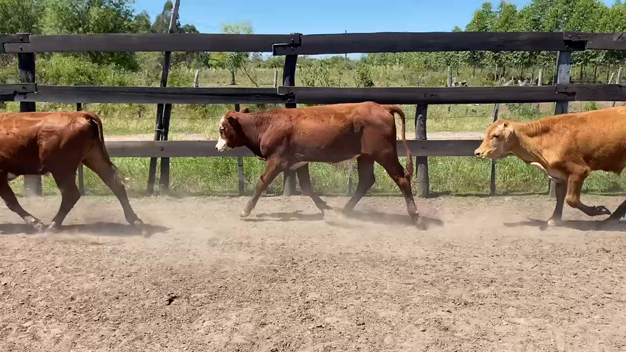 Lote 70 Terneros en Bella Vista, Corrientes