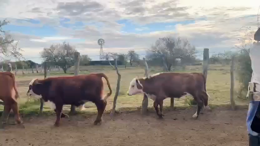 Lote 50 Terneros/as en Corrientes, Curuzu Cuatia