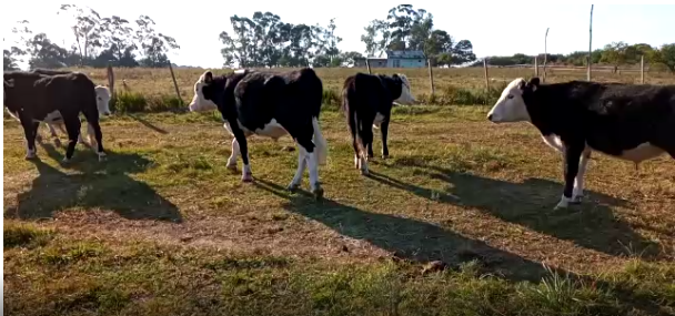 Lote 9 Novillos en Colonia