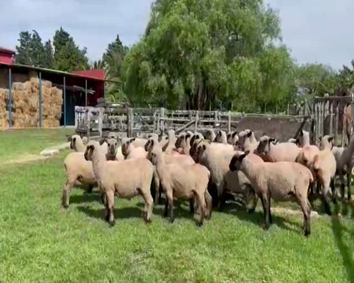 Lote 34 Borregas Hampshire Down a remate en 8vo. Evento  HAMPSHIRE DOWN 60kg -  en Mariscala