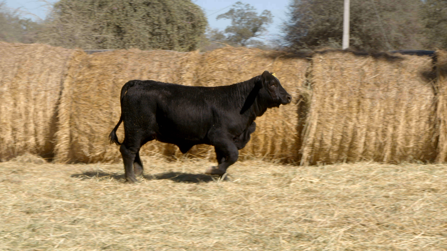Lote HEMBRAS Remate Nucleo Genbra