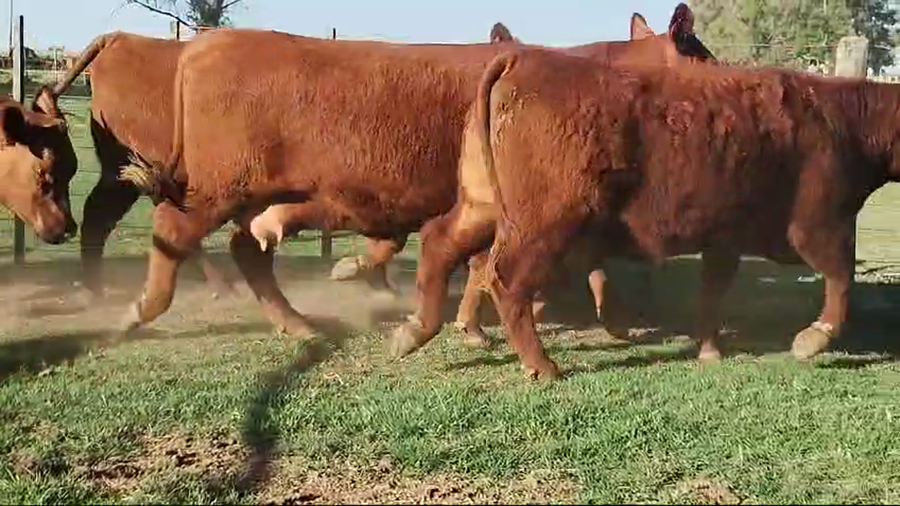 Lote 4 Vaquillonas C/ cria de Zanguitu