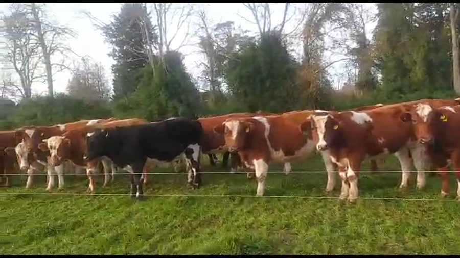 Lote 50 Novillo Engorda en Paillaco, XIV Región Los Ríos