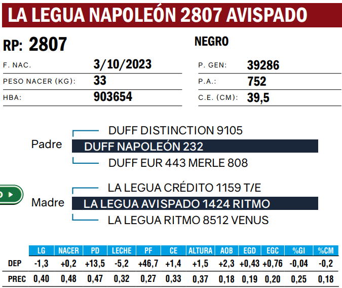 Lote TOROS ANGUS  PP