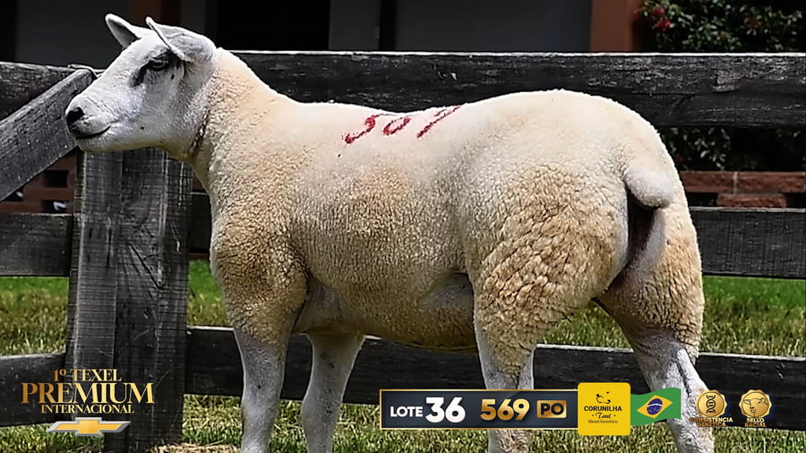 Lote Borregas a remate en 1º Texel Premium Internacional, Brasil