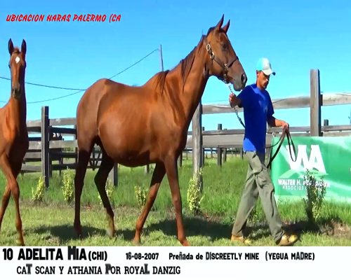 Lote ADELITA MIA (CHI)