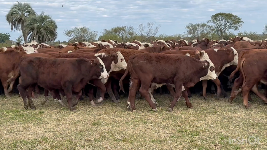 Lote 205 Terneros en Corrientes, Perugorría