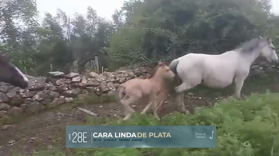 Lote Yeguarizos a remate en Criollos, Montevideo