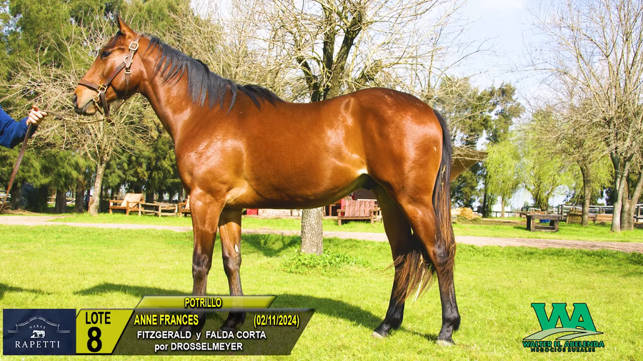 Lote ANNE FRANCES