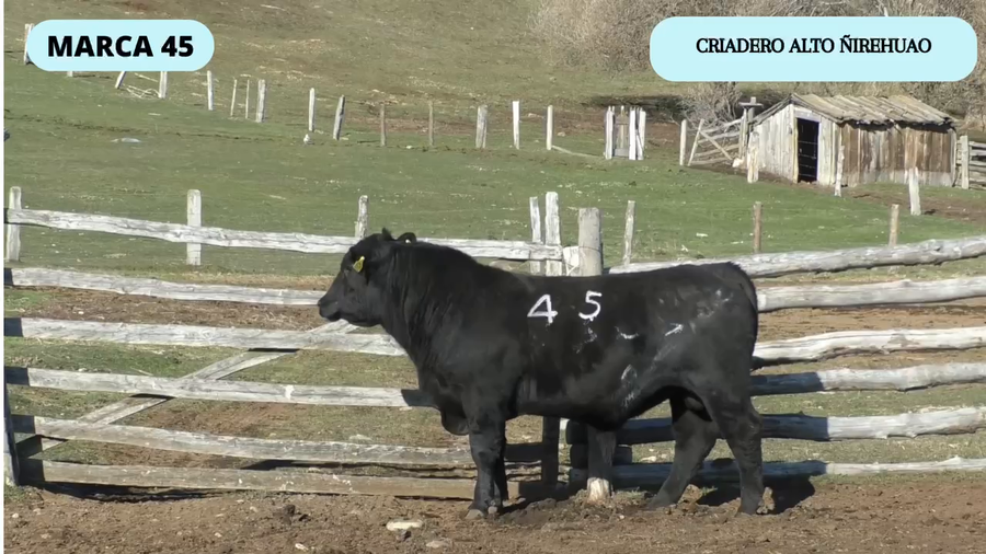 Lote 1 Toro en Coyhaique, XI Región Aysén