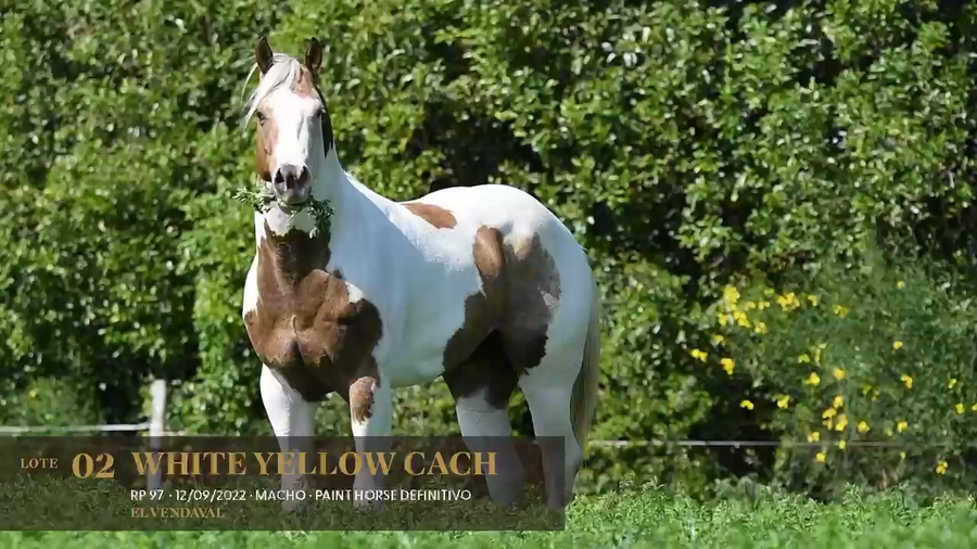 Lote White Yellow Cach