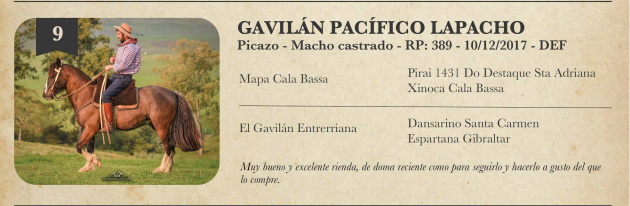 Lote Criollos da Fronteira Gavilán Pacífico Lapacho  Picazo Macho Castrado RP: 389