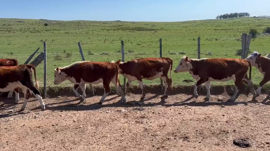 Lote 98 Vaquillonas 1 a 2 años en Santa Clara de Olimar, Treinta y Tres