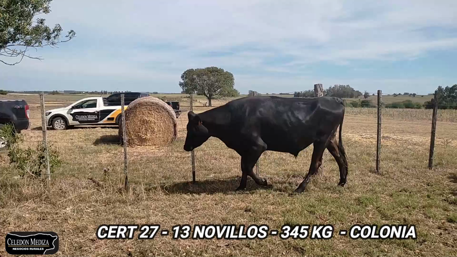 Lote 13 Novillos 1 a 2 años en Colonia