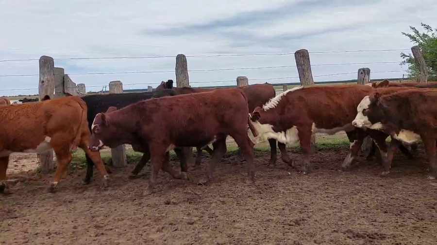 Lote 78 Terneras