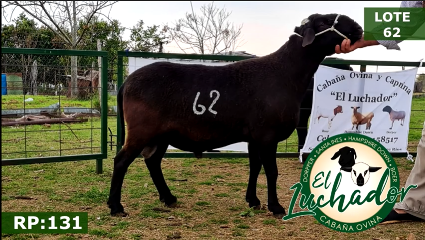 Lote OVINOS MACHOS 62
