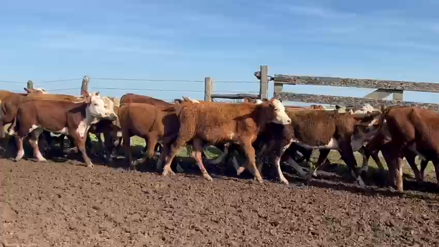 Lote 148 Terneros/as en Corrientes, Paso de Los Libres