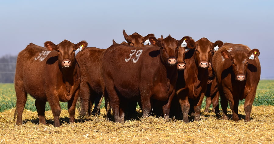 Lote VAQUILLONA ANGUS PC OTOÑO