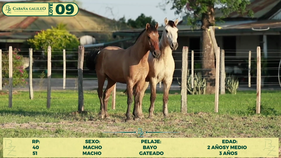 Lote LOTE 9
