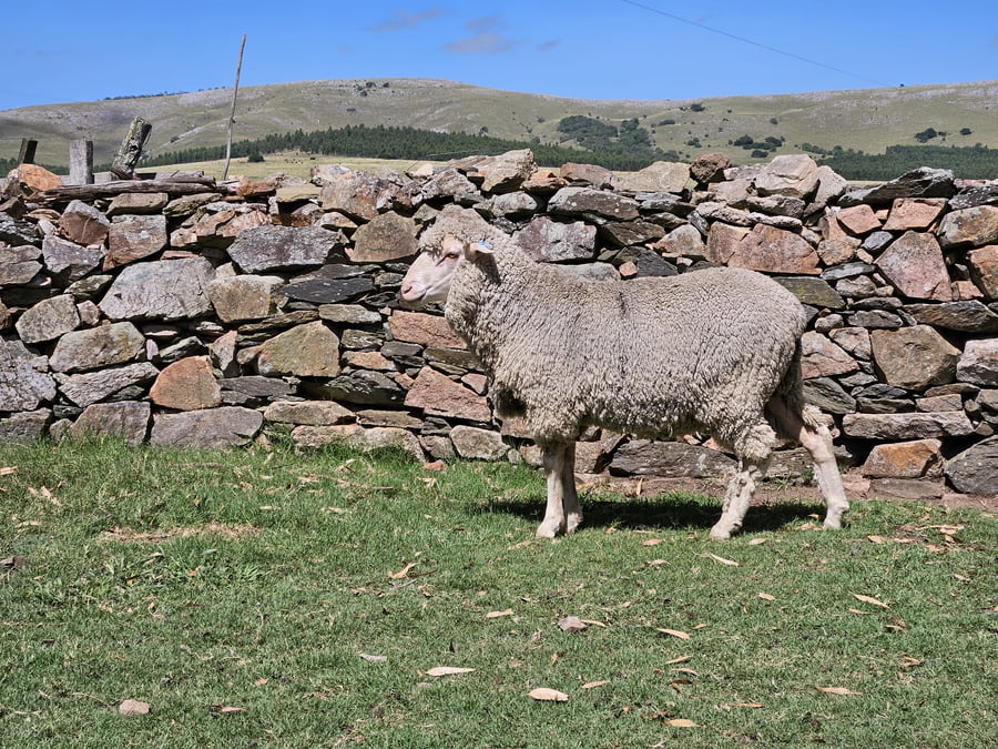 Lote (Vendido)Carneros a remate en Subasta Online - Nambi Guasu, Lavalleja