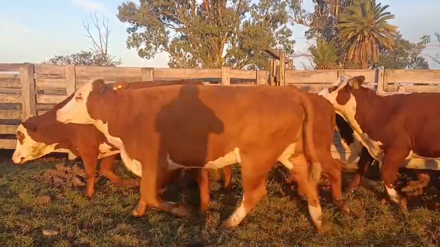 Lote 42 Vacas faena en Corrientes, Curuzu Cuatia
