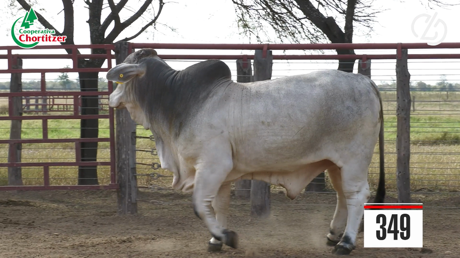 Lote Brahman