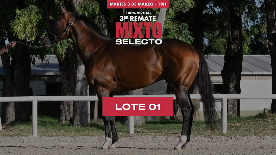 Lote UNIVERSAL HORSE (BRZ)