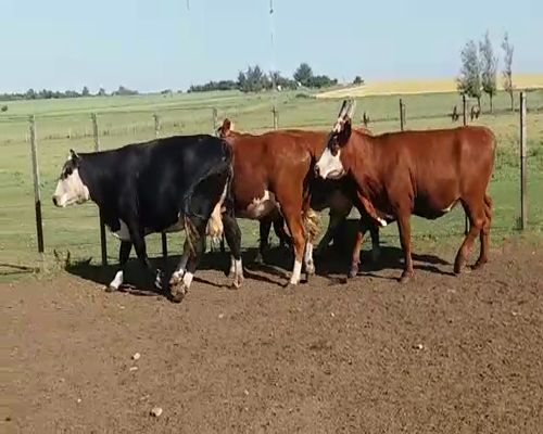 Lote (Vendido)4 Vaquillonas/Vacas Gordas 500kg -  en RUTA 12